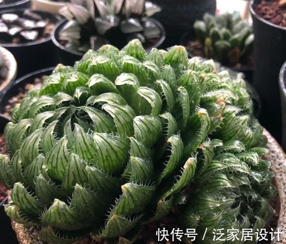 多肉闷养?可以行吗?不建议尝试,愚蠢的做法,容易把多肉闷死