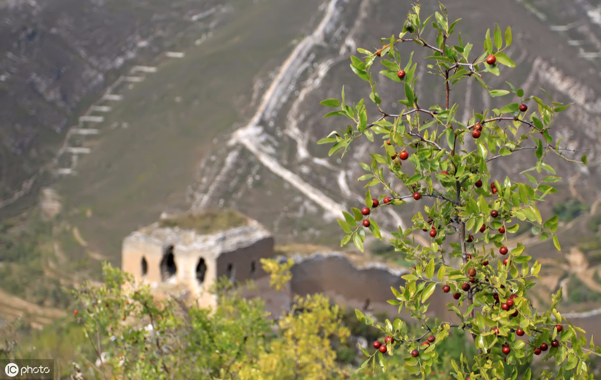 酸叶酮|经常失眠用1叶子泡水喝，农村常见，每天一点，睡的比猪香