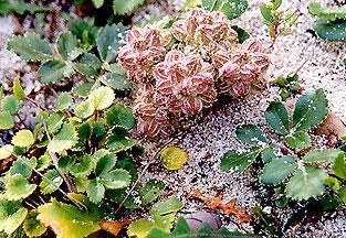 珊瑚菜|沙土上这种野草，其根珍贵价值大，与人参齐名，被称为北沙参