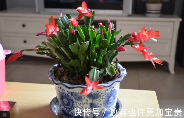 蟹爪兰想要快开花,这种叶子不要留,掐掉嗖嗖冒花苞