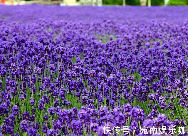 养在卧室“助睡眠”的3种花,在浮躁的社会亲近自然,净化人心灵