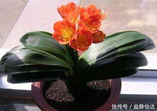 养君子兰3年不开花现在给它用点“小手段”，不出俩月出花苞