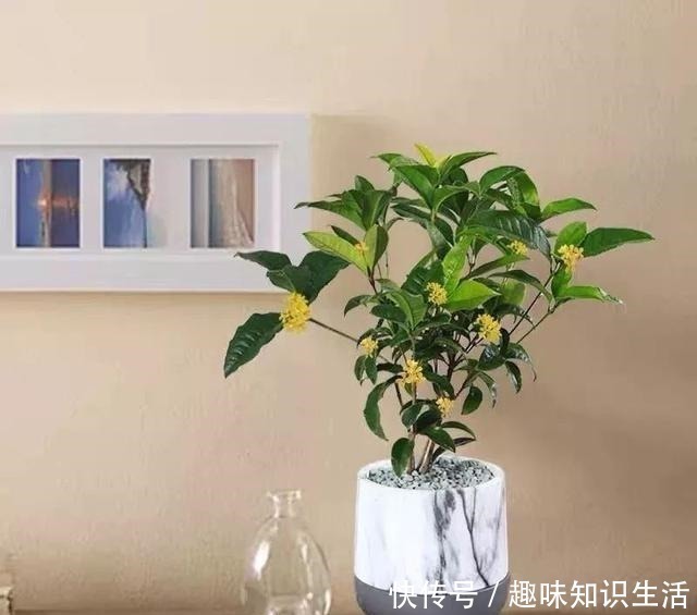 鸡蛋花|人养花、花也养人,医生喜欢养的八种花,家里养一盆,清雅又健康!