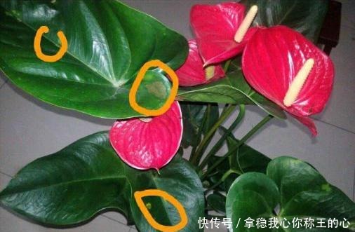 这5种花,叶子不能喷水,一喷就全烂了!这5种花,叶子不能喷水,一喷就全烂了!