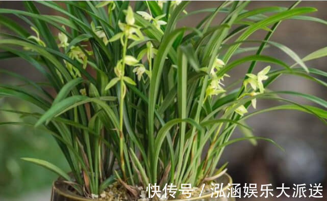 让“兰花”开爆盆记住几点,新芽冒得快,开花多,跟着学就行了