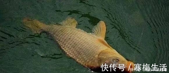 神经素|钓鱼老是空军?掌握这几个细节,新手也能爆护