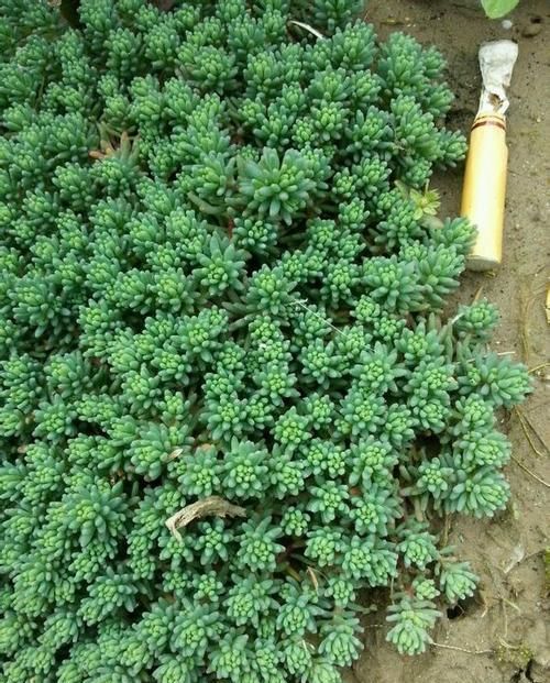 邻居家的“薄雪”养1年，已长成绿草坪，一大片漂亮得像“海洋”