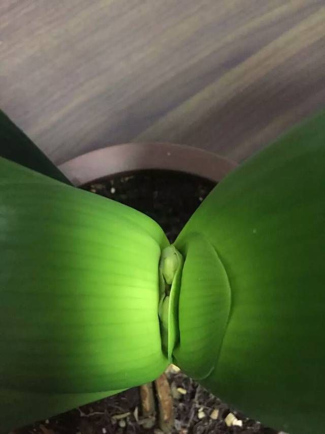 别人|君子兰长出舌头状新叶,这几种情况要知道,别人不会告诉你的经验