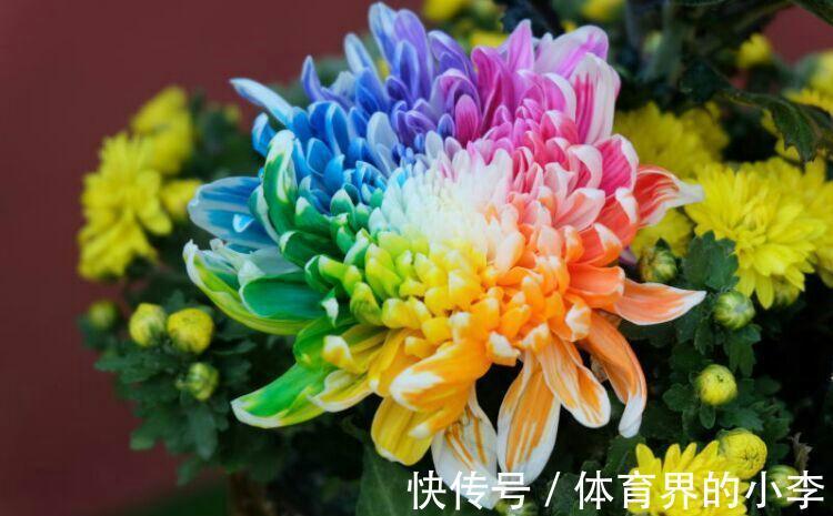 养花试试这几款,花型优美,花开星星点点