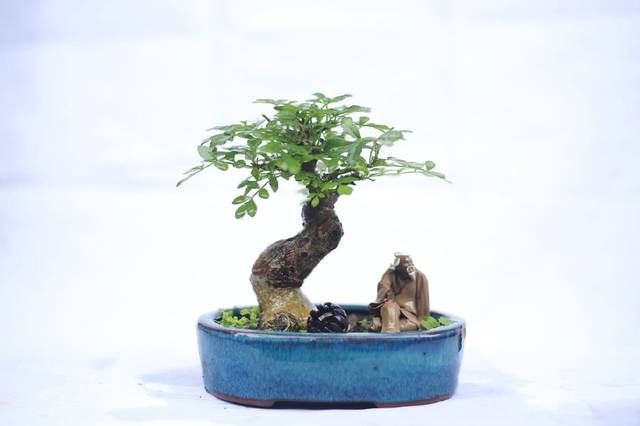 白蜡|网友分享的白蜡微型盆栽,室内摆件精品盆栽,快来一睹为快