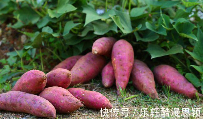 秋季养生, 这几种食物最养人。