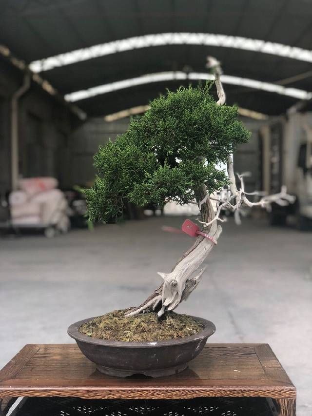 老伯|农村老伯分享的几盆真柏树盆景,盆盆都是精品,不同角度不同的美