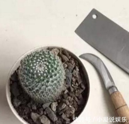 爆盆|想让仙人球爆盆先砍它一刀,让他感受到你的愤怒!