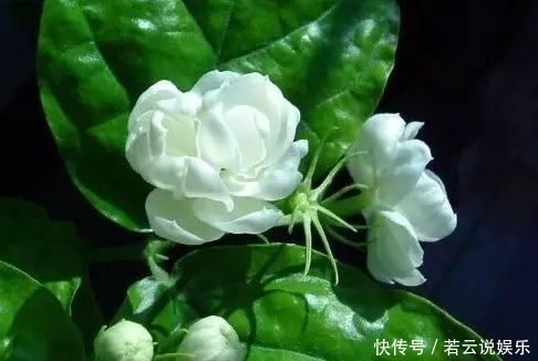 植物|见过人喝醋,植物喝醋你可见过喝完之后蹭蹭长不停,开花还爆盆