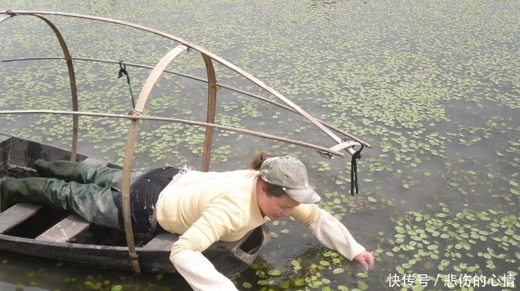 这种野菜越来越少，还被列入国家保护的野生植物，大家吃过吗？