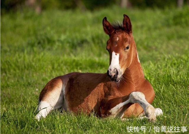 俗语:“千里不贩马,百里不贩葱”,为什么会有这样的说法?
