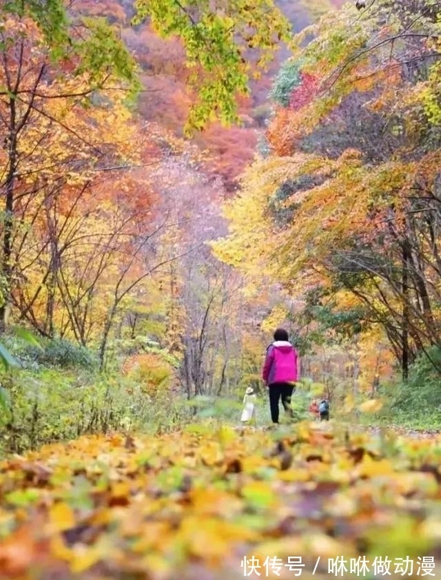 赏秋|彩林红叶季来袭！四川这14个赏秋好去处，本周起将进入最佳观赏期