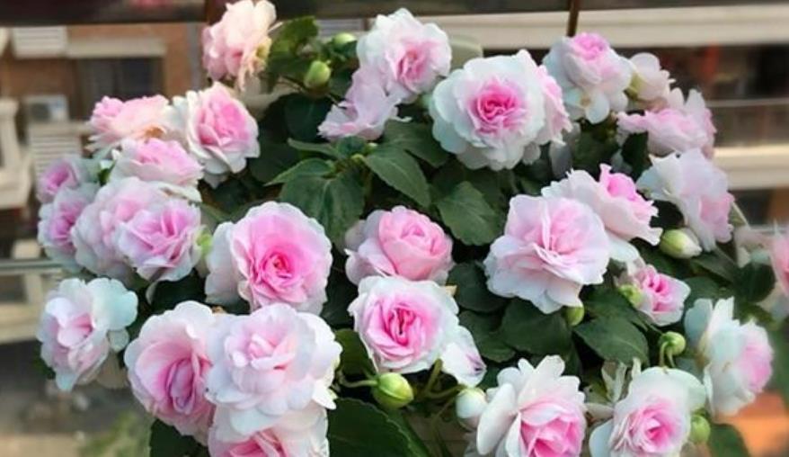 养花就养这几款，一年四季开不停，颜色漂亮又好养，真值！