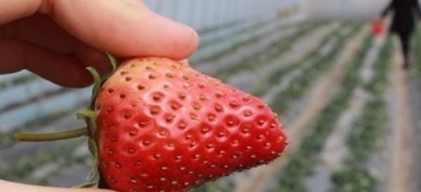 买鸡蛋时这4种不要买,买了也不能吃!你有中招吗?