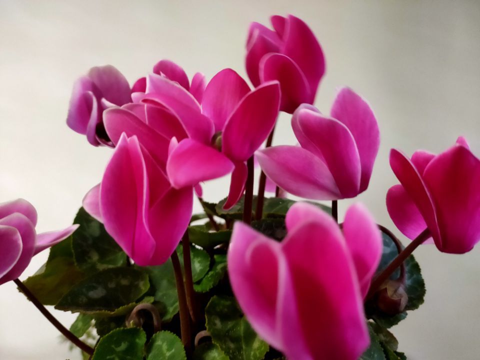 经验分享｜仙客来已开花170天，不断萌发新芽，轻松再开60天