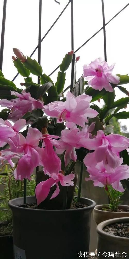 植物|养了5年的蟹爪兰,原来是个“假货”,看看你家的是什么?