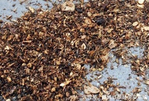 你丢掉的垃圾，我用来养花，一分钱不花，绿萝君子兰长得绿油油！