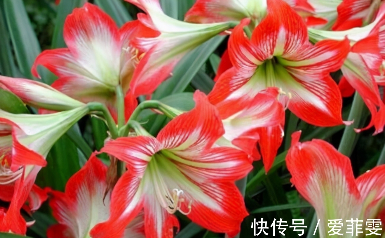 朱顶红为何惹人喜爱?养过才明白有多美!养好朱顶红的3要素总结