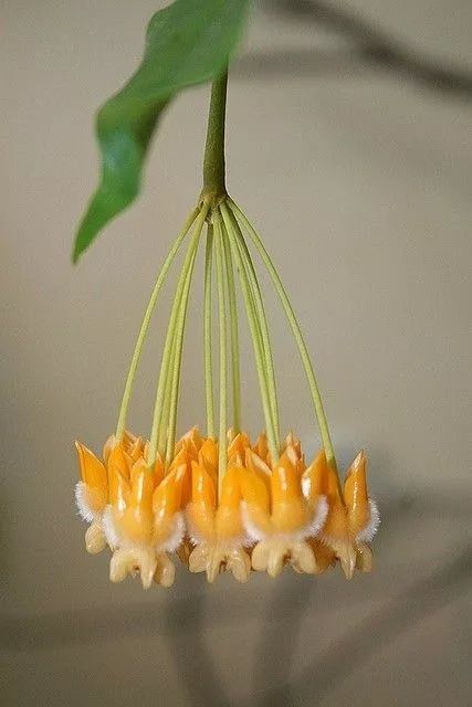 花朵|乡下拍到的照片,99的人没见过尤其是第7张绝了