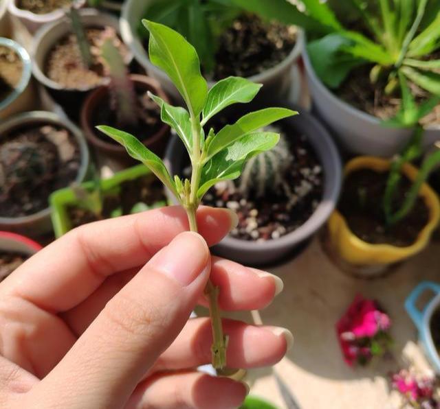 这花就叫“天天开”，咔咔一通剪，长成“小花树”，多了几十盆