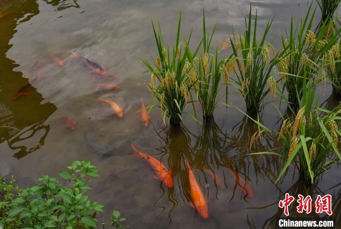 农家乐|藏在大山里的小山村：家家有华侨 户户有侨眷