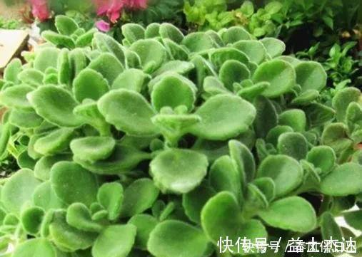 不管有钱没钱，家里养这十种植物，招财镇宅又养人