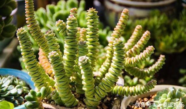 串串|多肉钱串底叶干,避开此“误区”,养出串串“小铜钱”,美美哒