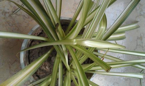 家里吊兰干尖黄叶,用这4招来改善,砰砰返青油亮亮