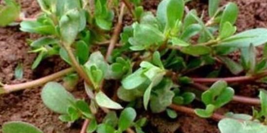 阳台盆栽的“2种”植物,阳台种一些,够吃大半