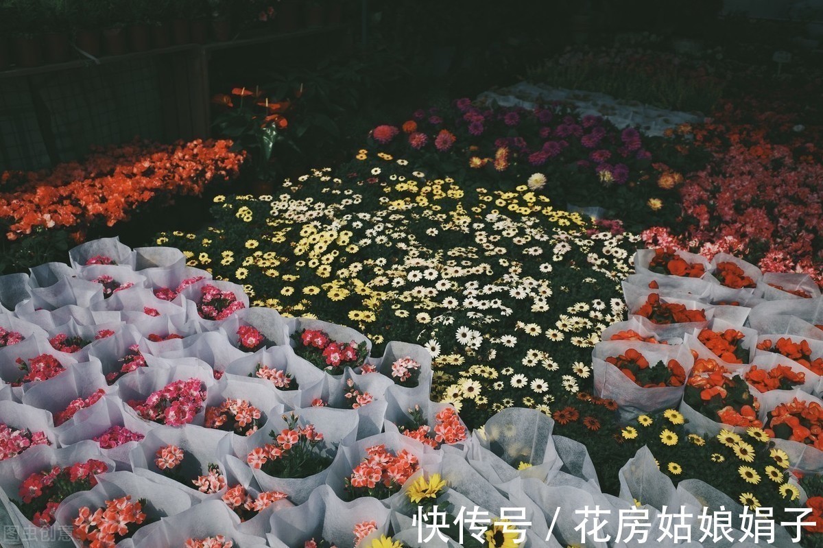 娟子|花市买回来的花，会出现各种不适，教你4招，轻松适应新家