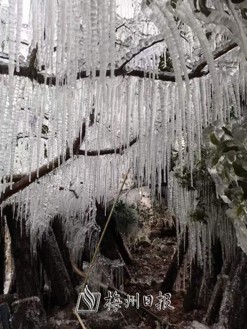 @冻怕了又想看雪 梅州这里的雾凇奇观也像仙境！