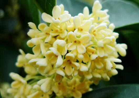 此花是我国的传统名花，以香气所闻名，在我国有着很重要的地位