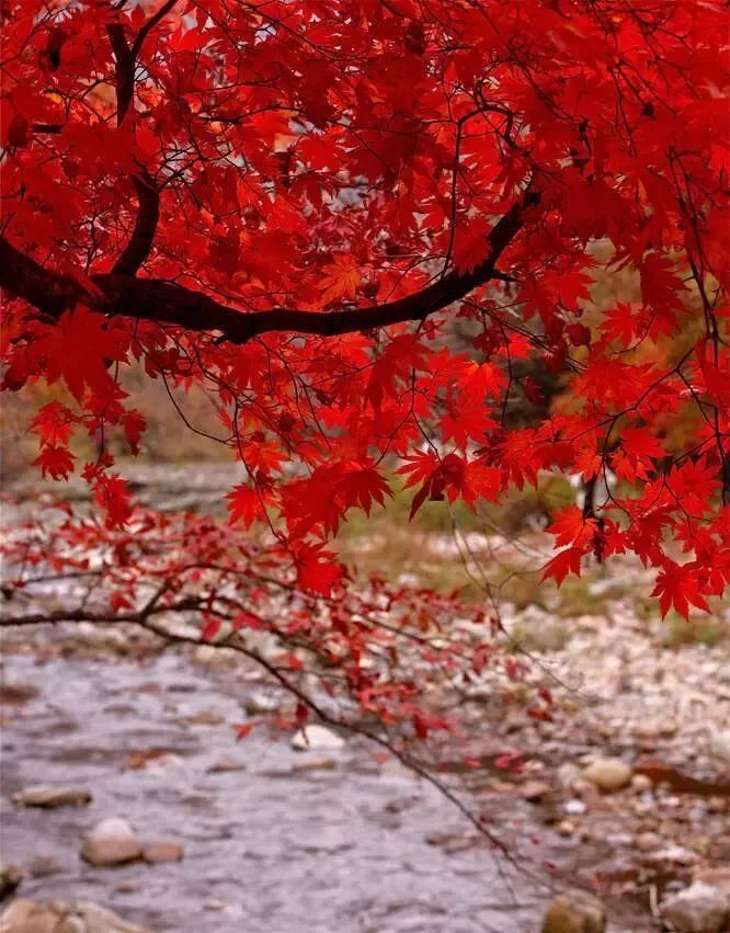 秋风&杜甫一首秋天的诗,字句皆律,誉为“古今七言律第一”