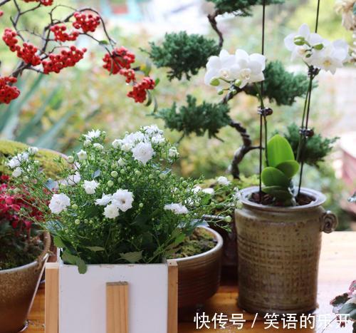 网红花卉丹麦风铃,还有一个好听的名字叫梦露