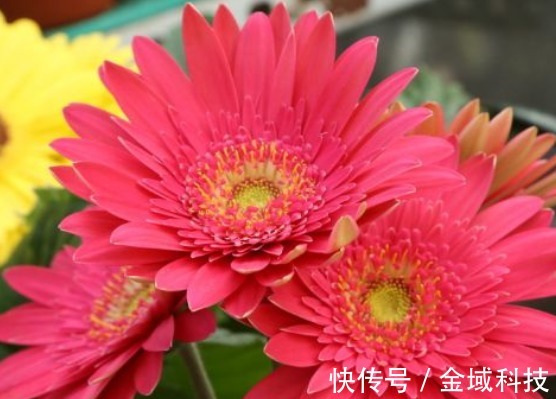 珍品|喜欢养护菊花，不如养些菊种珍品，幽香淡雅，开花繁盛惹人爱