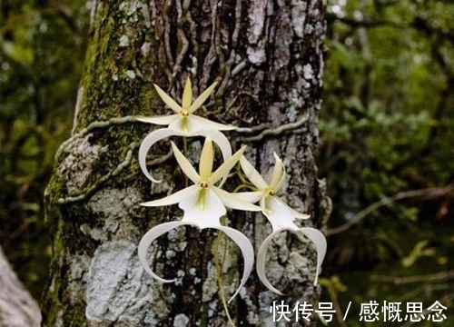 兰花|世界上最贵的兰花,一株价值1500万人民币,见过吗?