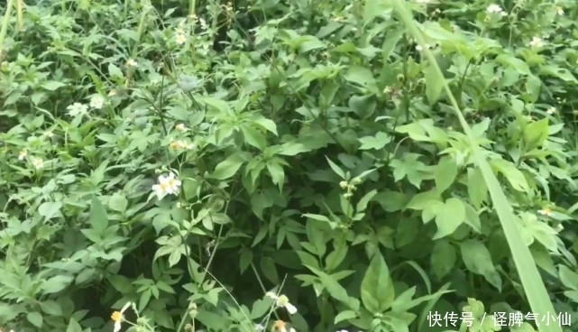 这种被称为“鬼针草”的野草,农民非常讨厌它,不知浑身都是宝