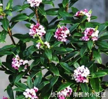 养护|金边瑞香冬天怎么养,这样养护金边瑞香开花更多更漂亮