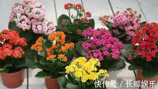 花长寿花|放在阳台不用管的花，就属这两种，开花多漂亮又好养