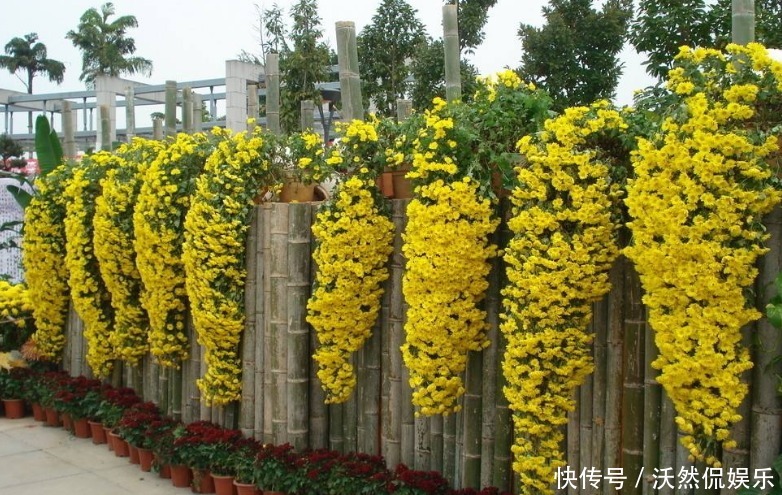 高山|喜欢菊花,不如养盆悬崖菊,花开似“高山悬崖”,开花爆满菊花海