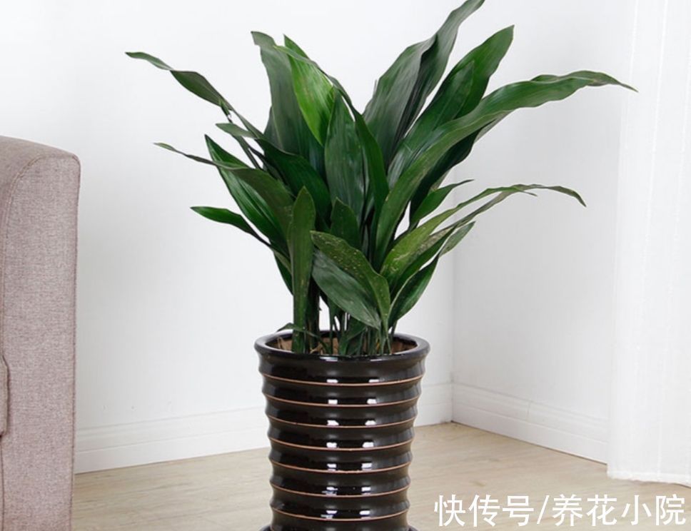开花类|家里阳光少,可养8种喜阴的植物,好养又漂亮