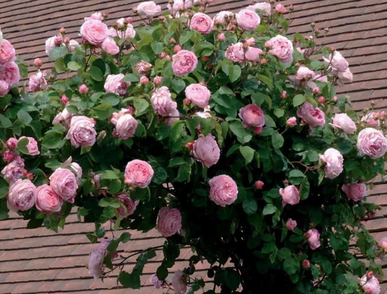 院子里栽花,选品种是关键,十大藤本月季,美成花海超治愈