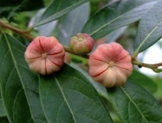 山脚下有1种植物，人称“算盘子”，结出的果子像“南瓜”，奇特