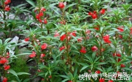 子宫|十个女人九个妇科炎症,用此“花”泡水喝,缓解痛经,对子宫贼好