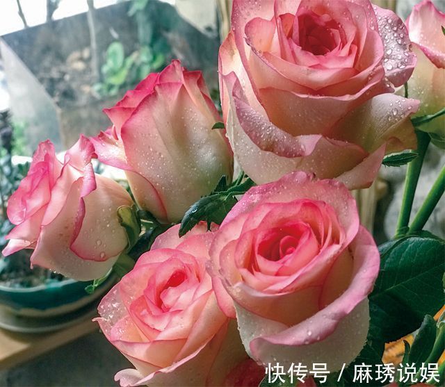 喜欢玫瑰，一定要养“精品玫瑰”红袖玫瑰，似红颜知己，十分妩媚